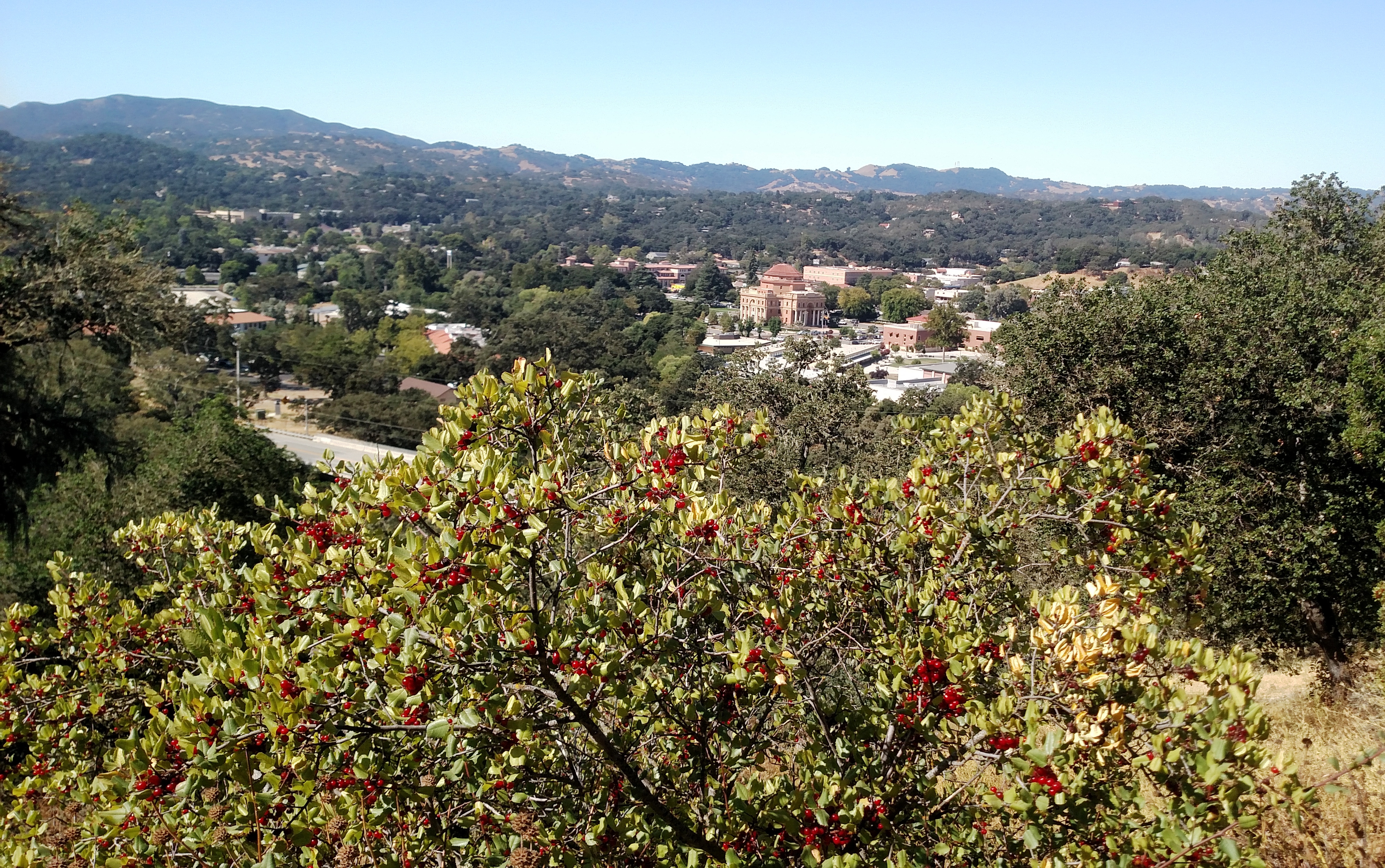 Buckthorn with berries and City Hall